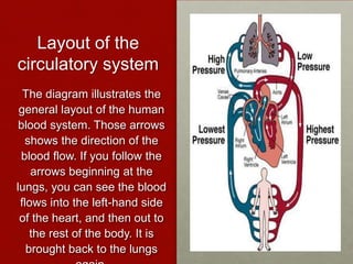 IGCSE - The heart | PPTX