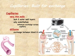 Heart | PPT