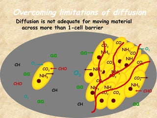 O2 Diffusion Limitation Heart | PPT