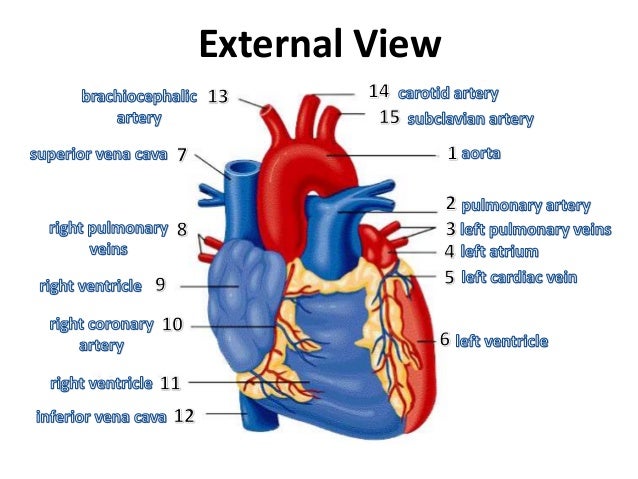 Blood Vessels Labeled In The Heart / Heart Disease | Directorate