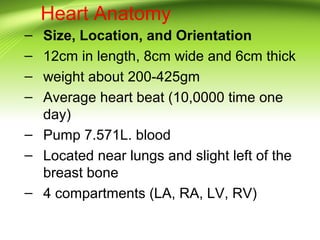 – Size, Location, and Orientation
– 12cm in length, 8cm wide and 6cm thick
– weight about 200-425gm
– Average heart beat (10,0000 time one
day)
– Pump 7.571L. blood
– Located near lungs and slight left of the
breast bone
– 4 compartments (LA, RA, LV, RV)
Heart Anatomy
 