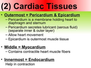 (2) Cardiac Tissues
• Outermost = Pericardium & Epicardium
– Pericardium is a membrane holding heart to
diaphragm and sternum
– Pericardium secretes lubricant (serous fluid)
(separate inner & outer layer)
– Allow heart movement
– Epicardium is outermost muscle tissue
• Middle = Myocardium
– Contains contractile heart muscle fibers
• Innermost = Endocardium
Help in contraction
 