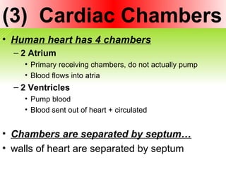 (3) Cardiac Chambers
• Human heart has 4 chambers
– 2 Atrium
• Primary receiving chambers, do not actually pump
• Blood flows into atria
– 2 Ventricles
• Pump blood
• Blood sent out of heart + circulated
• Chambers are separated by septum…
• walls of heart are separated by septum
 