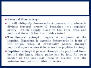  External iliac artery:
 It will obliquely downwards & passes into where it
divides femoral artery & branches into popliteal
artery which supply blood to the knee area and
popliteal fossa. It further divides into :
 The femoral artery: begins at midpoint at the
inguinal ligament & extends downwards in front of
the thigh. Then it eventually passes through
popliteal space where it becomes the popliteal artery.
 Popliteal artery: it passes through the popliteal fossa
behind the knee, where pulse can be felt. At lower
border of the popliteal fossa it divides into the
anterior and posterior tibial arteries.
 