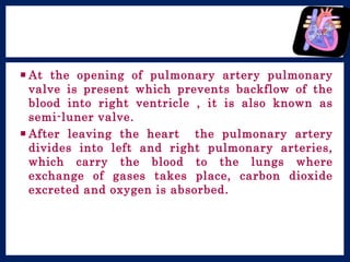  At the opening of pulmonary artery pulmonary
valve is present which prevents backflow of the
blood into right ventricle , it is also known as
semi-luner valve.
 After leaving the heart the pulmonary artery
divides into left and right pulmonary arteries,
which carry the blood to the lungs where
exchange of gases takes place, carbon dioxide
excreted and oxygen is absorbed.
 