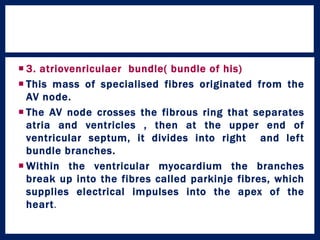  3. atriovenriculaer bundle( bundle of his)
 This mass of specialised fibres originated from the
AV node.
 The AV node crosses the fibrous ring that separates
atria and ventricles , then at the upper end of
ventricular septum, it divides into right and left
bundle branches.
 Within the ventricular myocardium the branches
break up into the fibres called parkinje fibres, which
supplies electrical impulses into the apex of the
heart.
 