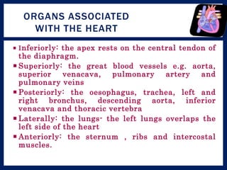  Inferiorly: the apex rests on the central tendon of
the diaphragm.
 Superiorly: the great blood vessels e.g. aorta,
superior venacava, pulmonary artery and
pulmonary veins
 Posteriorly: the oesophagus, trachea, left and
right bronchus, descending aorta, inferior
venacava and thoracic vertebra
 Laterally: the lungs- the left lungs overlaps the
left side of the heart
 Anteriorly: the sternum , ribs and intercostal
muscles.
ORGANS ASSOCIATED
WITH THE HEART
 