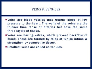  Veins are blood vessles that returns blood at low
pressure to the heart. The walls of the veins are the
thinner than those of arteries but have the same
three layers of tissue.
 Veins are having valves, which prevent backflow of
blood. These are formed by folds of tunica intima &
strengthen by connective tissue.
 Smallest veins are called as venules.
VEINS & VENULES
 