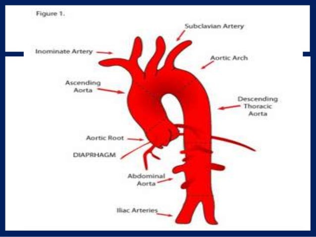 ANATOMY AND PHYSIOLOGY OF HEART