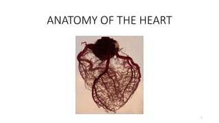 ANATOMY OF THE HEART
1
 