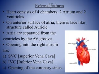 Anatomy and physiology of heart | PPTX