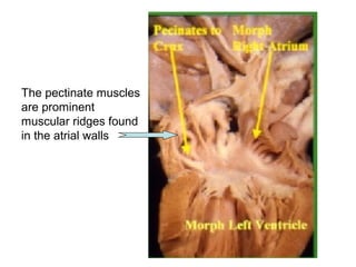 Pectinate Ridges Heart anatomy written copy | PPT