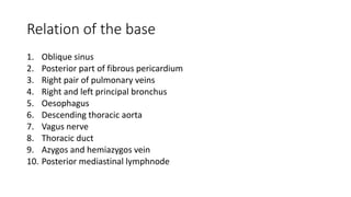 Relation of the base
1. Oblique sinus
2. Posterior part of fibrous pericardium
3. Right pair of pulmonary veins
4. Right and left principal bronchus
5. Oesophagus
6. Descending thoracic aorta
7. Vagus nerve
8. Thoracic duct
9. Azygos and hemiazygos vein
10. Posterior mediastinal lymphnode
 