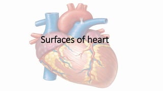 Surfaces of heart
 