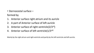 • Sternocostal surface –
formed by
1. Anterior surface right atrium and its auricle
2. A part of Anterior surface of left auricle
3. Anterior surface of right ventricle(2/3rd)
4. Anterior surface of left ventricle(1/3rd)
Mainly by the right atrium and right ventricle and partly by the left ventricle and left auricle.
 