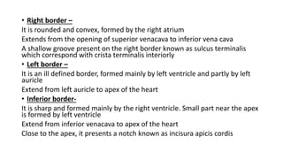 • Right border –
It is rounded and convex, formed by the right atrium
Extends from the opening of superior venacava to inferior vena cava
A shallow groove present on the right border known as sulcus terminalis
which correspond with crista terminalis interiorly
• Left border –
It is an ill defined border, formed mainly by left ventricle and partly by left
auricle
Extend from left auricle to apex of the heart
• Inferior border-
It is sharp and formed mainly by the right ventricle. Small part near the apex
is formed by left ventricle
Extend from inferior venacava to apex of the heart
Close to the apex, it presents a notch known as incisura apicis cordis
 