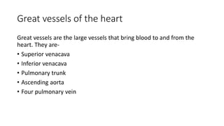Great vessels of the heart
Great vessels are the large vessels that bring blood to and from the
heart. They are-
• Superior venacava
• Inferior venacava
• Pulmonary trunk
• Ascending aorta
• Four pulmonary vein
 