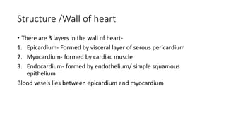Structure /Wall of heart
• There are 3 layers in the wall of heart-
1. Epicardium- Formed by visceral layer of serous pericardium
2. Myocardium- formed by cardiac muscle
3. Endocardium- formed by endothelium/ simple squamous
epithelium
Blood vesels lies between epicardium and myocardium
 
