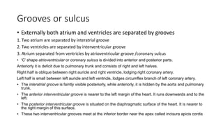 Grooves or sulcus
• Externally both atrium and ventricles are separated by grooves
1. Two atrium are separated by interatrial groove
2. Two ventricles are separated by interventricular groove
3. Atrium separated from ventricles by atrioventricular groove /coronary sulcus
• ‘C’ shape atrioventricular or coronary sulcus is divided into anterior and posterior parts.
Anteriorly it is deficit due to pulmonary trunk and consists of right and left halves.
Right half is oblique between right auricle and right ventricle, lodging right coronary artery.
Left half is small between left auricle and left ventricle, lodges circumflex branch of left coronary artery.
• The interatrial groove is faintly visible posteriorly, while anteriorly, it is hidden by the aorta and pulmonary
trunk.
• The anterior interventricular groove is nearer to the left margin of the heart. It runs downwards and to the
left.
• The posterior interventricular groove is situated on the diaphragmatic surface of the heart. It is nearer to
the right margin of this surface.
• These two interventricular grooves meet at the inferior border near the apex called incisura apicis cordis
 