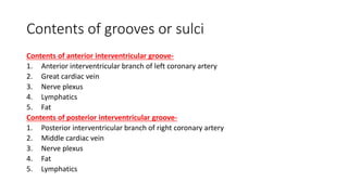Contents of grooves or sulci
Contents of anterior interventricular groove-
1. Anterior interventricular branch of left coronary artery
2. Great cardiac vein
3. Nerve plexus
4. Lymphatics
5. Fat
Contents of posterior interventricular groove-
1. Posterior interventricular branch of right coronary artery
2. Middle cardiac vein
3. Nerve plexus
4. Fat
5. Lymphatics
 