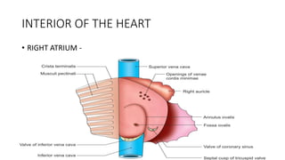 INTERIOR OF THE HEART
• RIGHT ATRIUM -
 