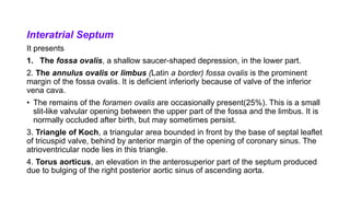 Interatrial Septum
It presents
1. The fossa ovalis, a shallow saucer-shaped depression, in the lower part.
2. The annulus ovalis or limbus (Latin a border) fossa ovalis is the prominent
margin of the fossa ovalis. It is deficient inferiorly because of valve of the inferior
vena cava.
• The remains of the foramen ovalis are occasionally present(25%). This is a small
slit-like valvular opening between the upper part of the fossa and the limbus. It is
normally occluded after birth, but may sometimes persist.
3. Triangle of Koch, a triangular area bounded in front by the base of septal leaflet
of tricuspid valve, behind by anterior margin of the opening of coronary sinus. The
atrioventricular node lies in this triangle.
4. Torus aorticus, an elevation in the anterosuperior part of the septum produced
due to bulging of the right posterior aortic sinus of ascending aorta.
 