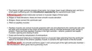 • The interior of right ventricle consists of two parts: (a) a large, lower rough inflowing part, and (b) a
small upper outflowing part, the infundibulum separated by the supraventricular crest
Inflowing part shows trabeculae carneae or muscular ridges of three types:
a. Ridges or fixed elevations- these are linear smooth muscle elevation
b. Bridges- these connect the ventricular wall
c. Pillars or papillary muscles
• Papillary muscles are conical muscular projection,with one end attached to the ventricular wall, and
the other end connected to the cusps of the tricuspid valve by chordae tendineae (Latin strings to
stretch). There are three papillary muscles in the right ventricle— anterior, posterior and septal.
Function- opening and closing of valve.
• Cusps are formed by reduplication of endocardium
• The septomarginal trabecula or moderator band is a muscular ridge extending from the ventricular
septum to the base of the anterior papillary muscle. It contains the right branch of the AV bundle
Outflow part- It is smooth and forms upper 1 inch conical part of the right ventricular chamber—
the infundibulum, which gives rise to pulmonary trunk
 