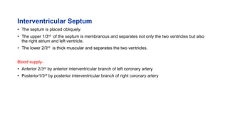 Interventricular Septum
• The septum is placed obliquely.
• The upper 1/3rd of the septum is membranous and separates not only the two ventricles but also
the right atrium and left ventricle.
• The lower 2/3rd is thick muscular and separates the two ventricles.
Blood supply-
• Anterior 2/3rd by anterior interventricular branch of left coronary artery
• Posterior1/3rd by posterior interventricular branch of right coronary artery
 