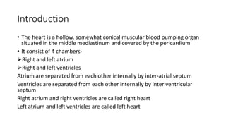 Introduction
• The heart is a hollow, somewhat conical muscular blood pumping organ
situated in the middle mediastinum and covered by the pericardium
• It consist of 4 chambers-
Right and left atrium
Right and left ventricles
Atrium are separated from each other internally by inter-atrial septum
Ventricles are separated from each other internally by inter ventricular
septum
Right atrium and right ventricles are called right heart
Left atrium and left ventricles are called left heart
 
