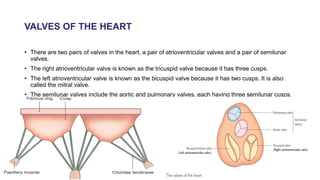 VALVES OF THE HEART
• There are two pairs of valves in the heart, a pair of atrioventricular valves and a pair of semilunar
valves.
• The right atrioventricular valve is known as the tricuspid valve because it has three cusps.
• The left atrioventricular valve is known as the bicuspid valve because it has two cusps. It is also
called the mitral valve.
• The semilunar valves include the aortic and pulmonary valves, each having three semilunar cusps.
 