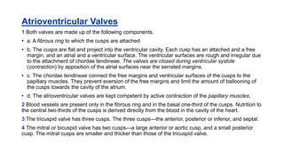 Atrioventricular Valves
1 Both valves are made up of the following components.
• a. A fibrous ring to which the cusps are attached
• b. The cusps are flat and project into the ventricular cavity. Each cusp has an attached and a free
margin, and an atrial and a ventricular surface. The ventricular surfaces are rough and irregular due
to the attachment of chordae tendineae. The valves are closed during ventricular systole
(contraction) by apposition of the atrial surfaces near the serrated margins.
• c. The chordae tendineae connect the free margins and ventricular surfaces of the cusps to the
papillary muscles. They prevent eversion of the free margins and limit the amount of ballooning of
the cusps towards the cavity of the atrium.
• d. The atrioventricular valves are kept competent by active contraction of the papillary muscles,
2 Blood vessels are present only in the fibrous ring and in the basal one-third of the cusps. Nutrition to
the central two-thirds of the cusps is derived directly from the blood in the cavity of the heart.
3 The tricuspid valve has three cusps. The three cusps—the anterior, posterior or inferior, and septal.
4 The mitral or bicuspid valve has two cusps—a large anterior or aortic cusp, and a small posterior
cusp. The mitral cusps are smaller and thicker than those of the tricuspid valve.
 
