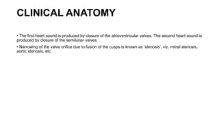 CLINICAL ANATOMY
• The first heart sound is produced by closure of the atrioventricular valves. The second heart sound is
produced by closure of the semilunar valves
• Narrowing of the valve orifice due to fusion of the cusps is known as ‘stenosis’, viz. mitral stenosis,
aortic stenosis, etc
 
