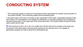 CONDUCTING SYSTEM
• The conducting system is made up of myocardium that is specialized for initiation and conduction of
the cardiac impulse. The conducting system has the following parts.
1 Sinuatrial node or SA node: It is known as the ‘pacemaker’ of the heart. It generates impulses at the
rate of about 70–100 beats/min and initiates the heartbeat. It is horseshoe-shaped and is situated at
the atriocaval junction in the upper part of the sulcus terminals. The impulse travels through the atrial
wall to reach the AV node.
2 Atrioventricular node or AV node: It is smaller than the SA node and is situated in the lower and
dorsal part of the atrial septum just above the opening of the coronary sinus. It is capable of
generating impulses at a rate of about 40 to 60 beats/minute.
 