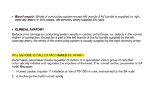 • Blood supply: Whole of conducting system except left branch of AV bundle is supplied by right
coronary artery. In 40% cases, left coronary artery supplies SA node.
• CLINICAL ANATOMY
Defects of or damage to conducting system results in cardiac arrhythmias, i.e. defects in the normal
rhythm of contraction. Except for a part of the left branch of the AV bundle supplied by the left
coronary artery, the whole of the conducting system is usually supplied by the right coronary artery.
Why SA NODE IS CALLED PACEMAKER OF HEART-
Pacemaker- pacemaker means regulator of motion. It is specialized cell or group of cells that
automatically initiates and regulates the impulses of the heart. The normal cardiac pacemaker is SA
node. Because-
1. Normal cardiac impulse 1st initiate(at a rate of 70-100/min) and maintained by the SA node
2. It discharge the rhythm most rapidly
 