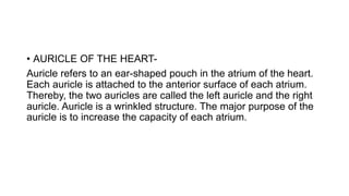 • AURICLE OF THE HEART-
Auricle refers to an ear-shaped pouch in the atrium of the heart.
Each auricle is attached to the anterior surface of each atrium.
Thereby, the two auricles are called the left auricle and the right
auricle. Auricle is a wrinkled structure. The major purpose of the
auricle is to increase the capacity of each atrium.
 