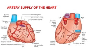 ARTERY SUPPLY OF THE HEART
 