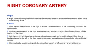 RIGHT CORONARY ARTERY
Origin
• Right coronary artery is smaller than the left coronary artery. It arises from the anterior aortic sinus
of ascending aorta.
Course
1 It first passes forwards and to the right to appear between the root of the pulmonary trunk and the
right auricle.
2 It then runs downwards in the right anterior coronary sulcus to the junction of the right and inferior
borders of the heart.
3 It winds round the inferior border to reach the diaphragmatic surface of the heart. Here it runs
backwards and to the left in the right posterior coronary sulcus to reach the posterior interventricular
groove.
4 It terminates by anastomosing with the circumflex branch of left coronary artery at the crux.
 