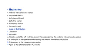 • Branches-
• Anterior interventricular branch
• Circumflex branch
• Left diagonal branch
• Left atrial branch
• Pulmonary branch
• Terminal branch
• Area of Distribution
1 Left atrium
2 Ventricles:
a. Greater part of the left ventricle, except the area adjoining the posterior interventricular groove.
b. A small part of the right ventricle adjoining the anterior interventricular groove.
3 Anterior part of the interventricular septum
4 A part of the left branch of the AV bundle
 