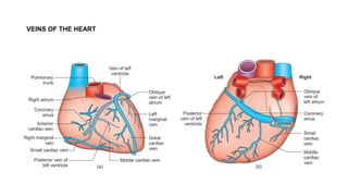 VEINS OF THE HEART
 