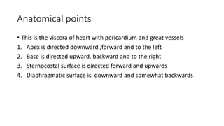 Anatomical points
• This is the viscera of heart with pericardium and great vessels
1. Apex is directed downward ,forward and to the left
2. Base is directed upward, backward and to the right
3. Sternocostal surface is directed forward and upwards
4. Diaphragmatic surface is downward and somewhat backwards
 