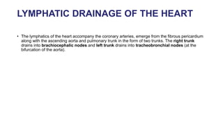 LYMPHATIC DRAINAGE OF THE HEART
• The lymphatics of the heart accompany the coronary arteries, emerge from the fibrous pericardium
along with the ascending aorta and pulmonary trunk in the form of two trunks. The right trunk
drains into brachiocephalic nodes and left trunk drains into tracheobronchial nodes (at the
bifurcation of the aorta).
 