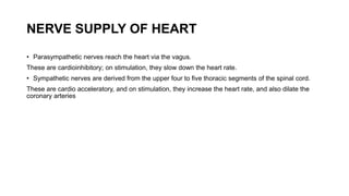 NERVE SUPPLY OF HEART
• Parasympathetic nerves reach the heart via the vagus.
These are cardioinhibitory; on stimulation, they slow down the heart rate.
• Sympathetic nerves are derived from the upper four to five thoracic segments of the spinal cord.
These are cardio acceleratory, and on stimulation, they increase the heart rate, and also dilate the
coronary arteries
 
