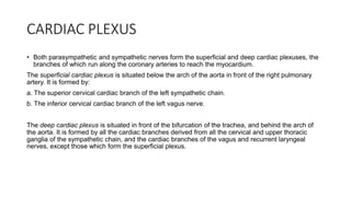 CARDIAC PLEXUS
• Both parasympathetic and sympathetic nerves form the superficial and deep cardiac plexuses, the
branches of which run along the coronary arteries to reach the myocardium.
The superficial cardiac plexus is situated below the arch of the aorta in front of the right pulmonary
artery. It is formed by:
a. The superior cervical cardiac branch of the left sympathetic chain.
b. The inferior cervical cardiac branch of the left vagus nerve.
The deep cardiac plexus is situated in front of the bifurcation of the trachea, and behind the arch of
the aorta. It is formed by all the cardiac branches derived from all the cervical and upper thoracic
ganglia of the sympathetic chain, and the cardiac branches of the vagus and recurrent laryngeal
nerves, except those which form the superficial plexus.
 
