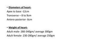 • Diameters of heart-
Apex to base -12cm
Transverse – 8 to 9cm
Antero-posterior- 6cm
• Weight of heart-
Adult male- 280-340gm/ average 300gm
Adult female- 230-280gm/ average 250gm
 