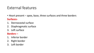 External features
• Heart present – apex, base, three surfaces and three borders
Surfaces-
1. Sternocostal surface
2. Diaphragmatic surface
3. Left surface
Borders –
1. Inferior border
2. Right border
3. Left border
 