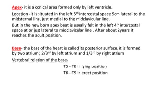 Apex- it is a conical area formed only by left ventricle.
Location -It is situated in the left 5th intercostal space 9cm lateral to the
midsternal line, just medial to the midclavicular line.
But in the new born apex beat is usually felt in the left 4th intercostal
space at or just lateral to midclavicular line . After about 2years it
reaches the adult position.
Base- the base of the heart is called its posterior surface. it is formed
by two atrium ; 2/3rd by left atrium and 1/3rd by right atrium
Vertebral relation of the base-
T5 - T8 in lying position
T6 - T9 in erect position
 