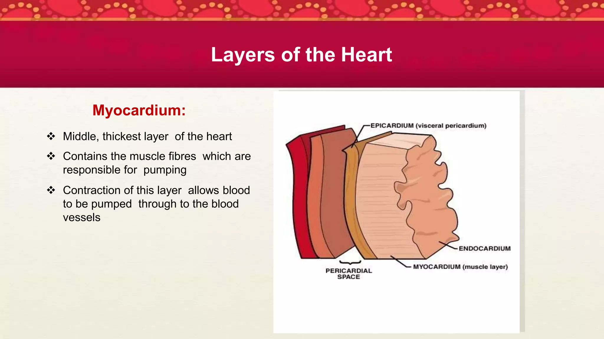 Myocardium:
 Middle, thickest layer of the heart
 Contains the muscle fibres which are
responsible for pumping
 Contraction of this layer allows blood
to be pumped through to the blood
vessels
Layers of the Heart
 