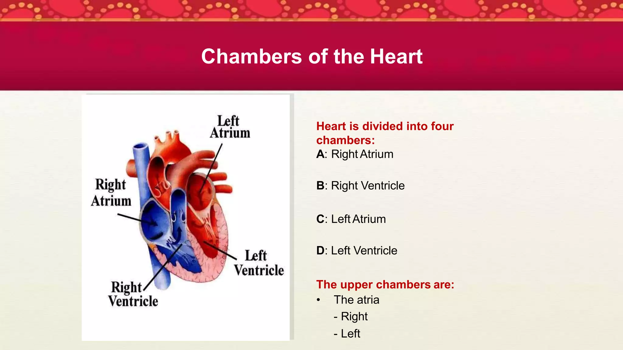 Chambers of the Heart
Heart is divided into four
chambers:
A: Right Atrium
B: Right Ventricle
C: Left Atrium
D: Left Ventricle
The upper chambers are:
• The atria
- Right
- Left
 