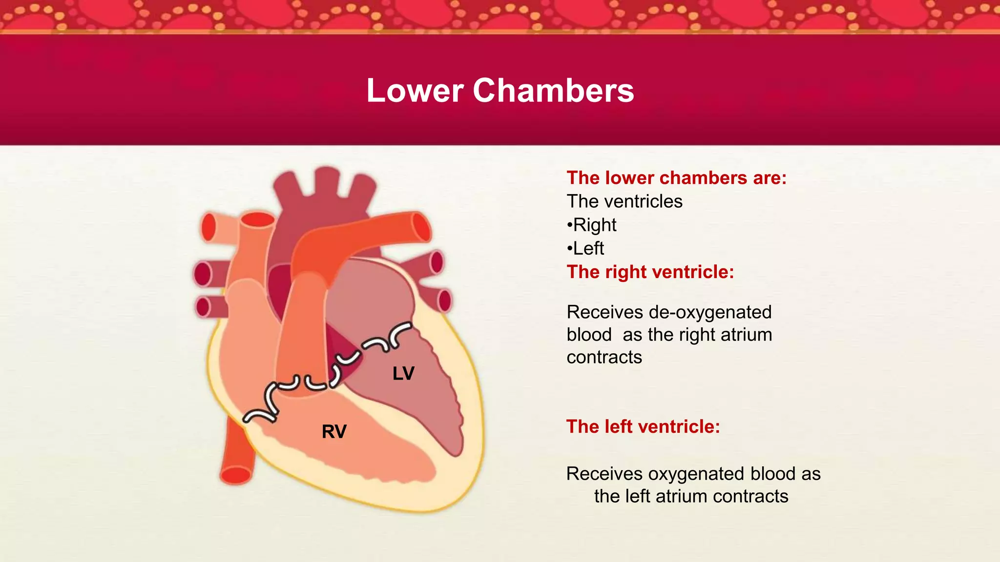 The lower chambers are:
The ventricles
•Right
•Left
The right ventricle:
Receives de-oxygenated
blood as the right atrium
contracts
The left ventricle:
Receives oxygenated blood as
the left atrium contracts
Lower Chambers
LV
RV
 
