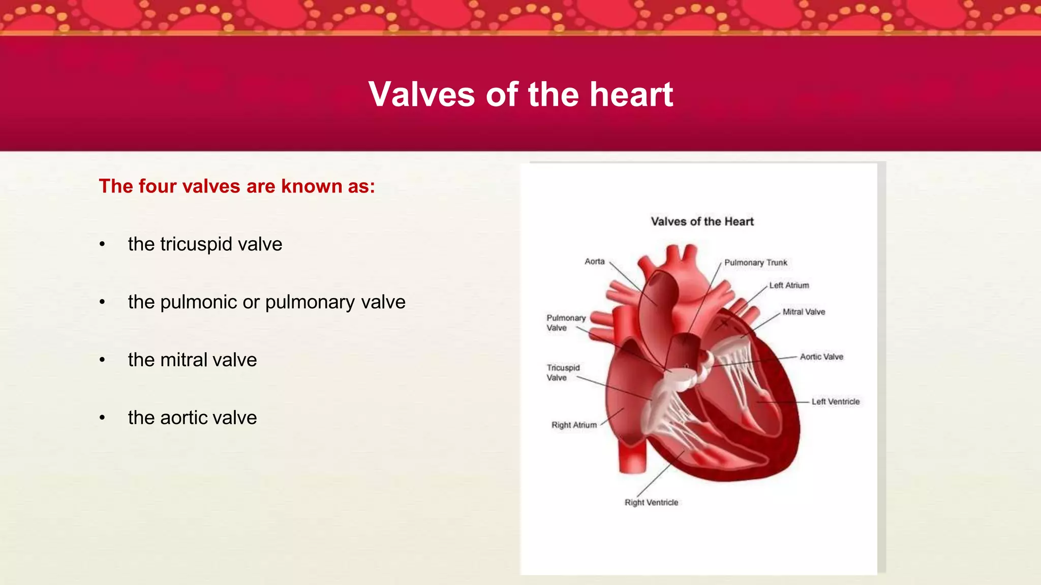 Valves of the heart
The four valves are known as:
• the tricuspid valve
• the pulmonic or pulmonary valve
• the mitral valve
• the aortic valve
 